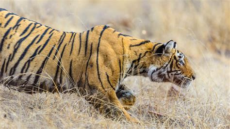  Die Jagd auf den Tiger – Ein monumentales Meisterwerk der pakistaniischen Miniaturenkunst!